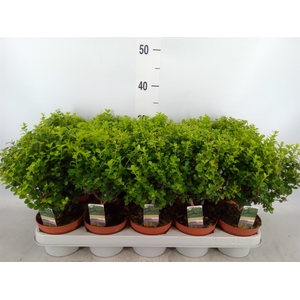 Myrsine africana