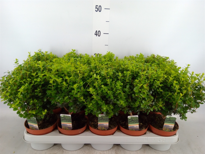<h4>Myrsine africana</h4>