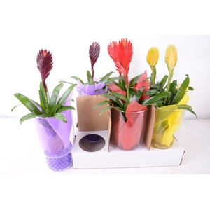 ARR BROMELIA