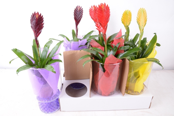 <h4>ARR BROMELIA</h4>