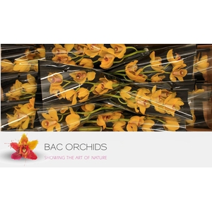 CYMB GR NEVADA CYMB T NEVADA