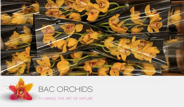 <h4>CYMB GR NEVADA</h4>