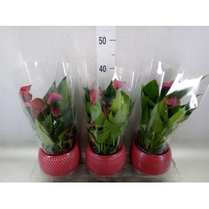 Anthurium andr. 'Pure Purple'