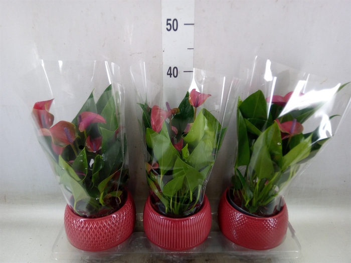 <h4>Anthurium andr. 'Pure Purple'</h4>