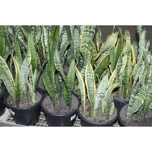 SANSEVIERIA VARIADO P24