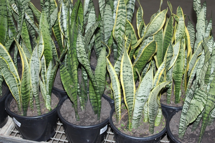 <h4>SANSEVIERIA VARIADO P24</h4>