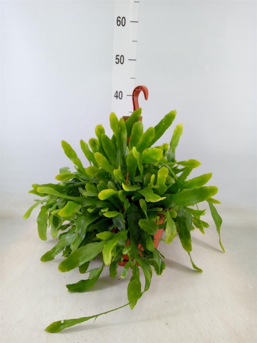 <h4>Epiphyllum   ...</h4>