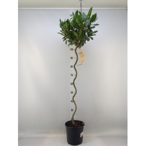 Laurus nobilis