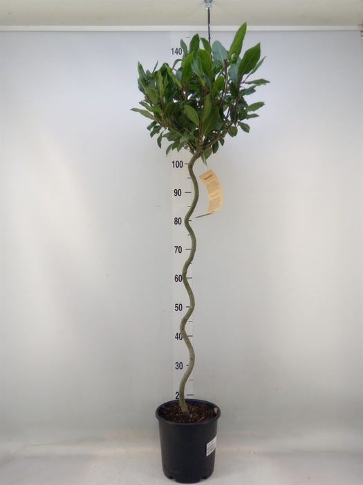 <h4>Laurus nobilis</h4>