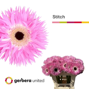 Gerbera Spider Stitch Water x40