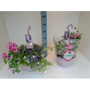 PERKPL GEM IN POT