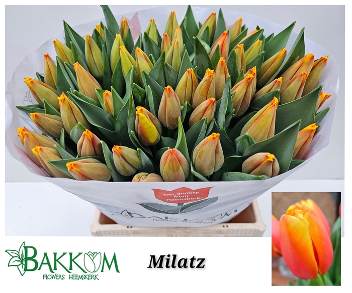 <h4>TU EN MILATZ</h4>