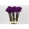 Allium Purple Sensation