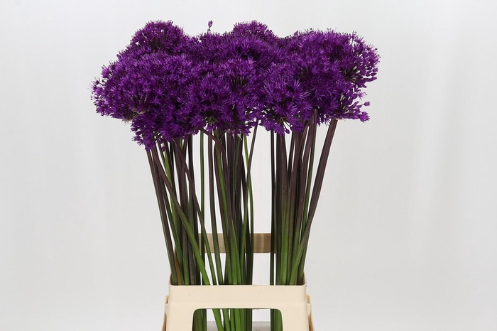 <h4>Allium Purple Sensation</h4>