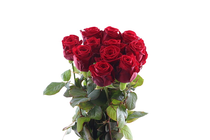 <h4>R Gr Red Naomi Legend</h4>