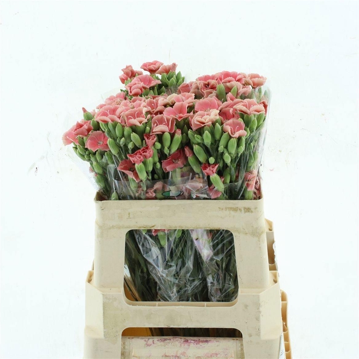 <h4>DI TE SYMPLY PEACH</h4>