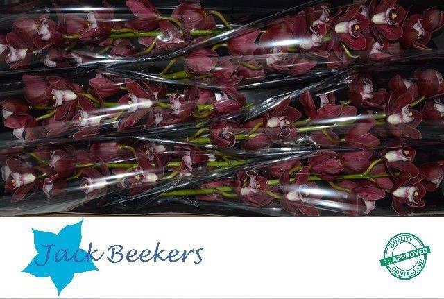 <h4>CYMB T HADES</h4>