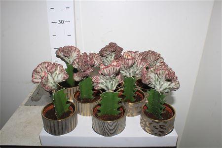 <h4>Euphor Lac Cristata</h4>