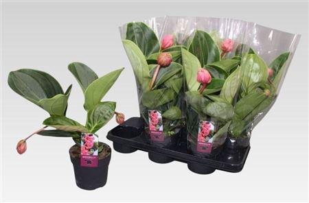 <h4>Medin Mag Lambada 2 Flower</h4>