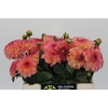 Dahlia Chanel