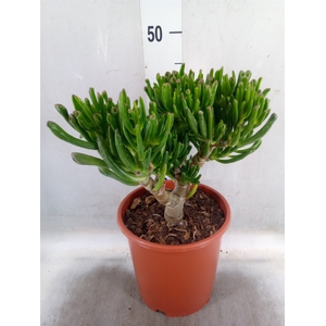 Crassula ovata 'Gollum'