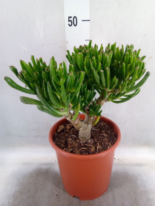 <h4>Crassula ovata 'Gollum'</h4>