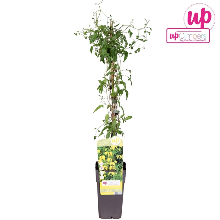 <h4>Clematis tangutica P15</h4>