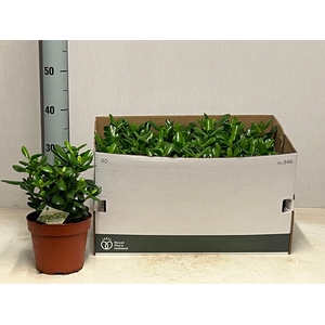 CRASS OVATA