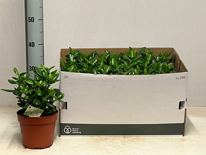 <h4>CRASS OVATA</h4>