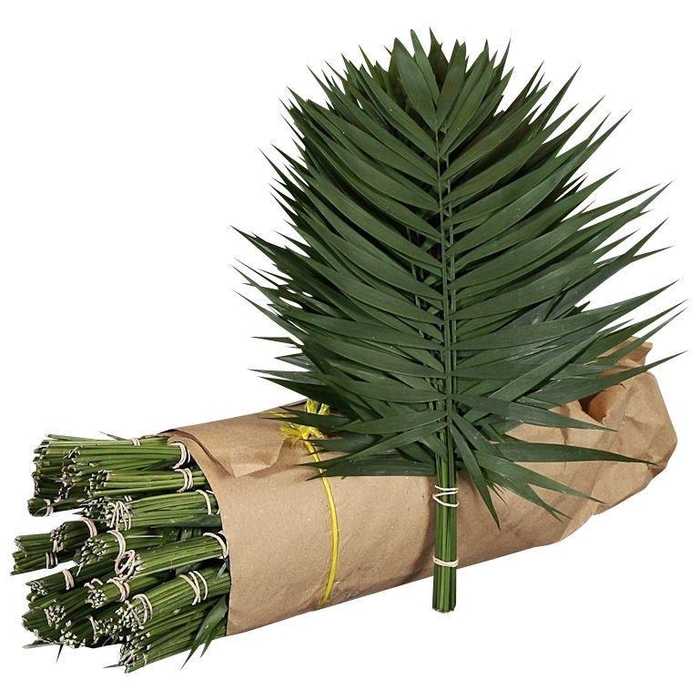 <h4>ŽAL CHICO DORO ROLLS 40CM</h4>