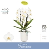 Phalaenopsis overig wit