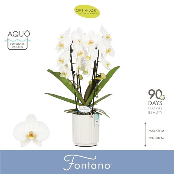 Phalaenopsis overig wit