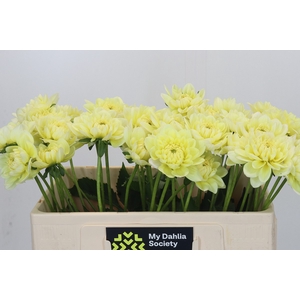 Dahlia Hilda Special