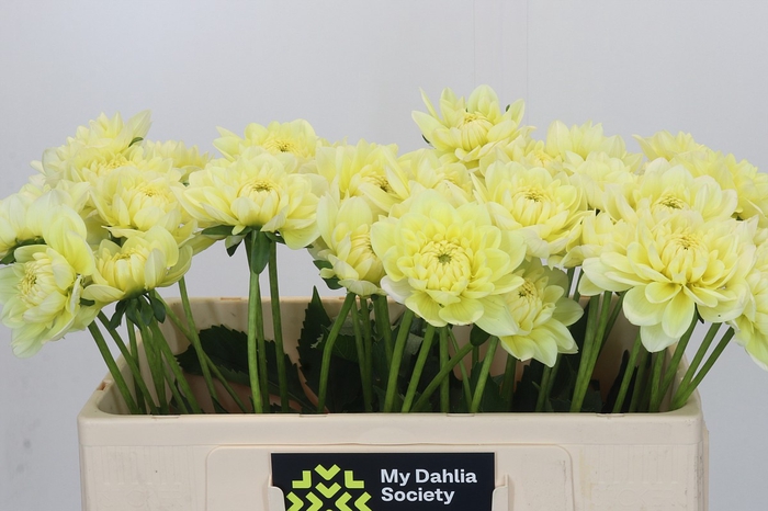 Dahlia Hilda Special