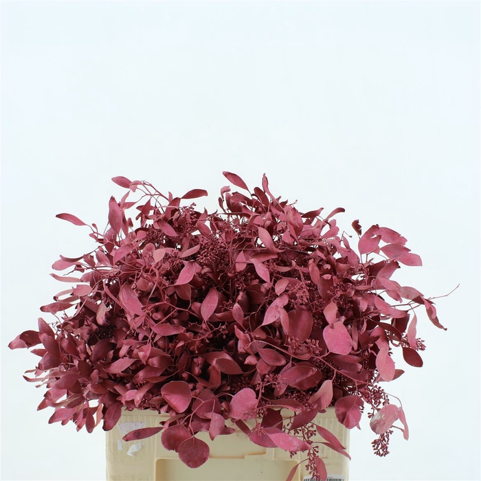 <h4>Euca Klb Populus Bes Metallic Red</h4>