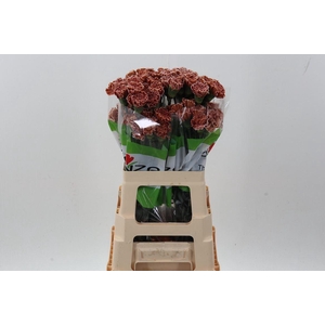 Dian. ST. Tinted Brownie