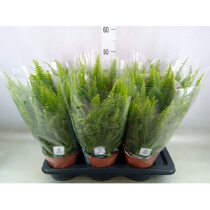 Nephrolepis exal. 'Green Lady'
