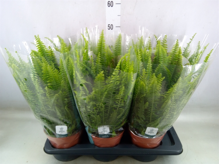 <h4>Nephrolepis exal. 'Green Lady'</h4>
