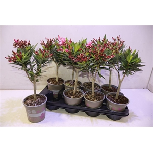 Nerium Oleander Pink Op Stam