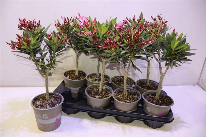 <h4>Nerium Oleander Pink Op Stam</h4>