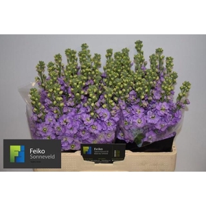 MATTH MATHILDA LAVEN