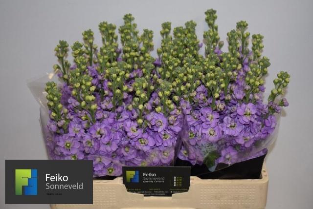 <h4>MATTH MATHILDA LAVEN</h4>