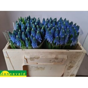 MUSCARI CAROLA