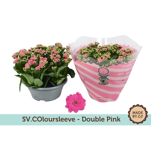 Kalanchoë Double Pink in SV.COloursleeve