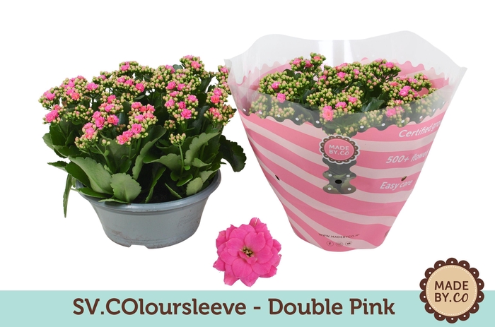 <h4>Kalanchoë Double Pink in SV.COloursleeve</h4>