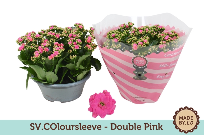 <h4>Kalanchoë Double Pink in SV.COloursleeve</h4>
