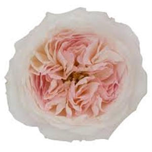 R Gr David Austin Keira