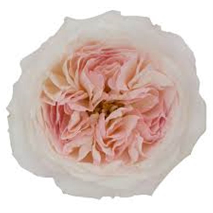<h4>R Gr David Austin Keira</h4>