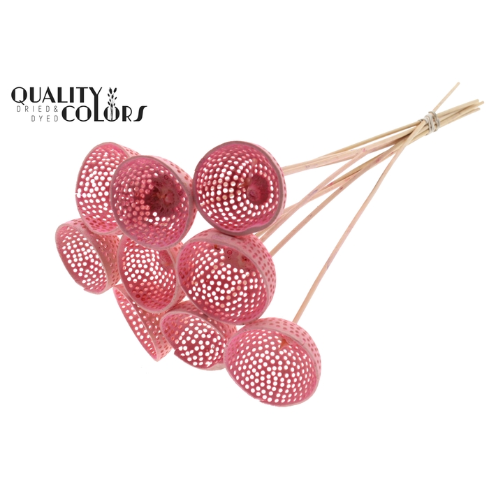 <h4>Bell Cup Jali on stem Intense Light Pink</h4>
