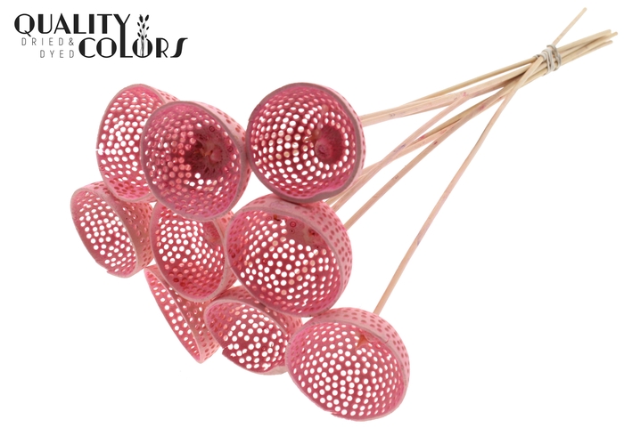 Bell Cup Jali on stem Intense Light Pink